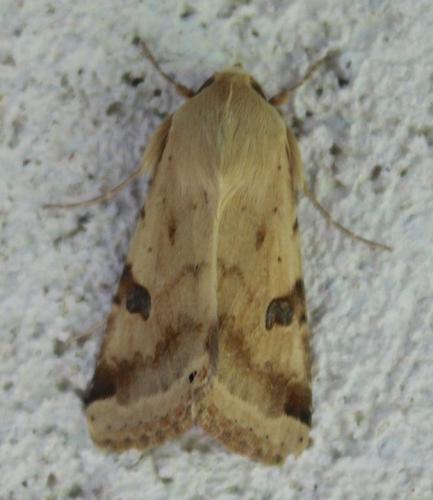 Réf. 212 225 : Heliothis peltigera